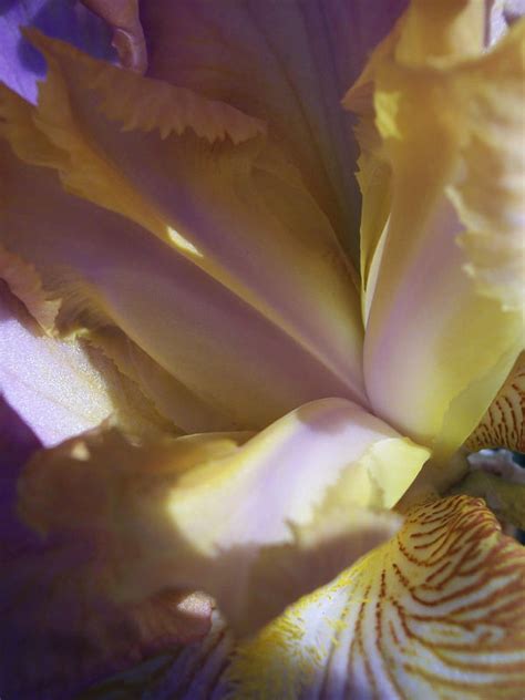 ph247 iris|Wonders Of Work .